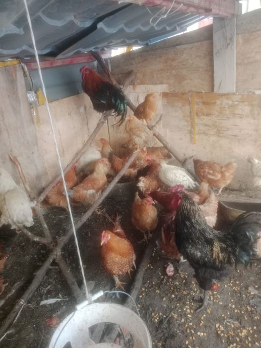 Продам куры продам куры