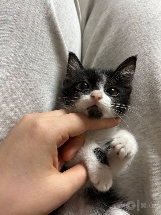 Очень милый котенок