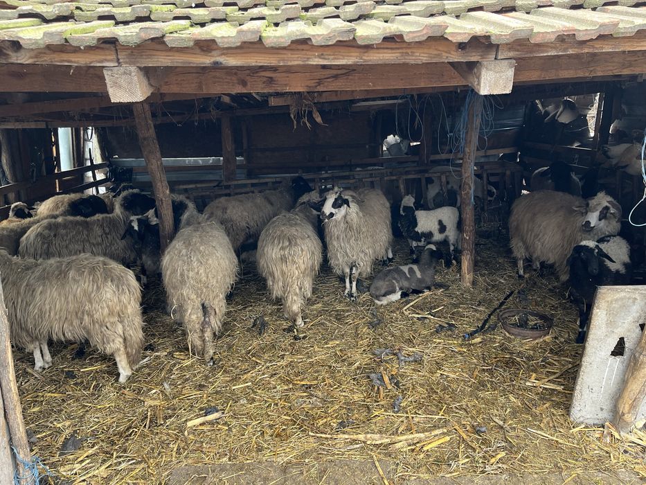 Vând 12 oi 1300 lei