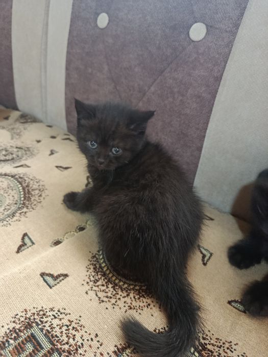 Котята скотиш страйт и фолд