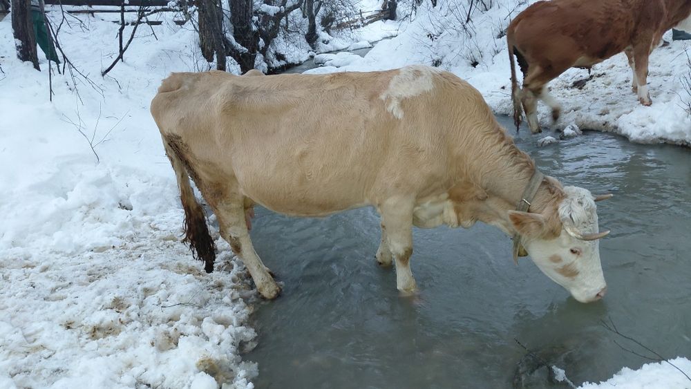 Vând vacă cu lapte, gestantă