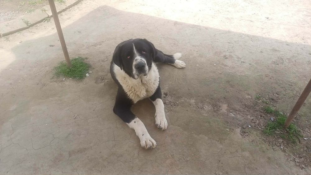 Vând  mascul asia central  vârsta 1 an