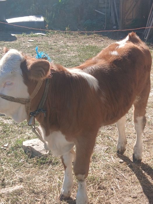 Vând vițeauă de 3 luni.