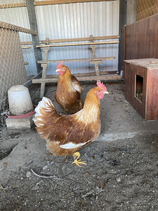 Oua incubat New Hampshire