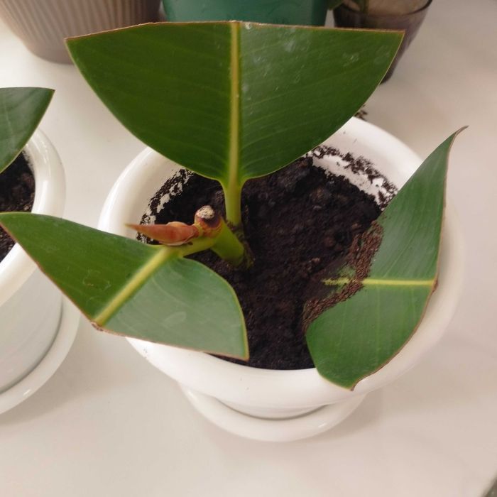 Продам домашние цветы