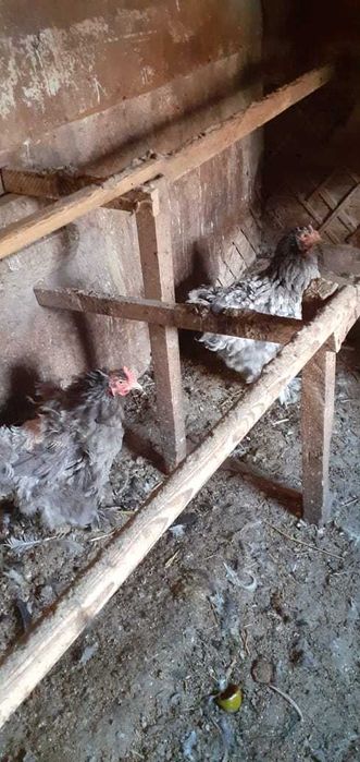 продам куриц порода  Кохинхин