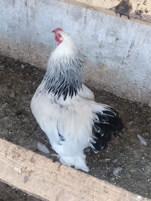 Vamd cocosi si gaini