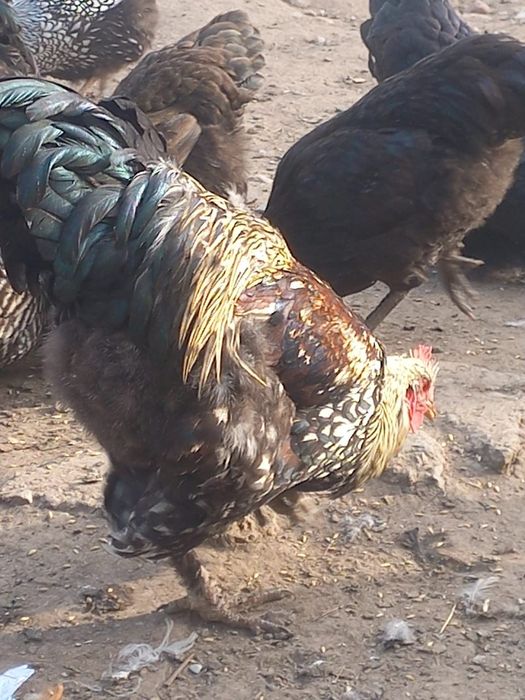 Продам петухов разных пород