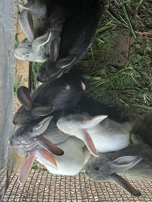 Schimb iepuri cu alte animale