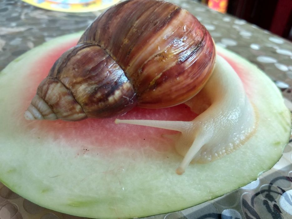 Мох   для   улиток