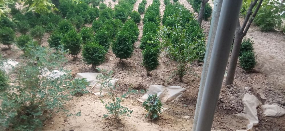 Shamshod koʻchat sotiladi