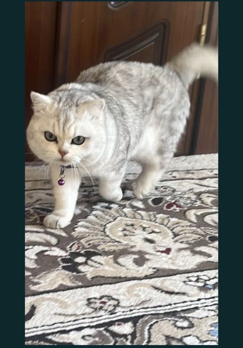 Британский серебристый шиншилла