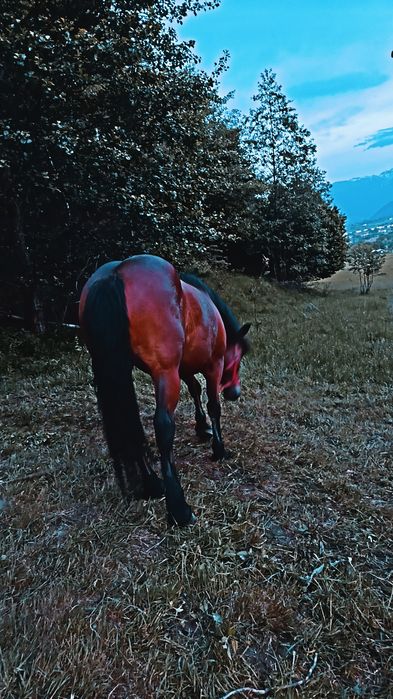 Iapă de 4 ani de vanzare