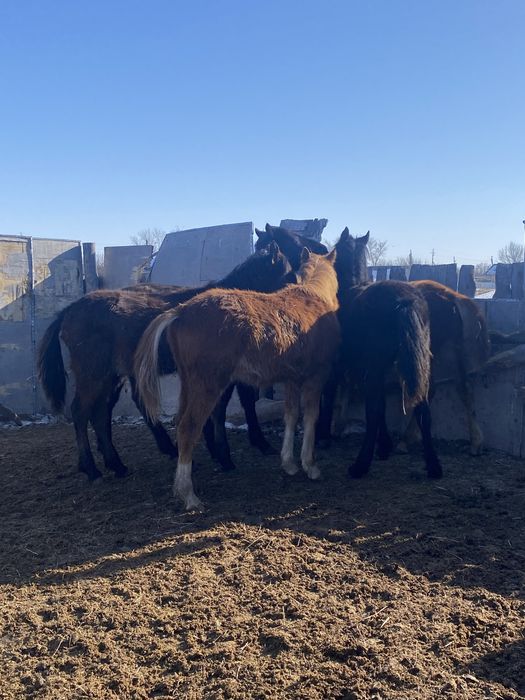 Продам годовалых тайчиков