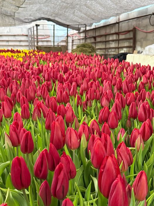 Оптом тюльпаны по 250 тенге за 1 шт, живые, бутоны не раскрыты