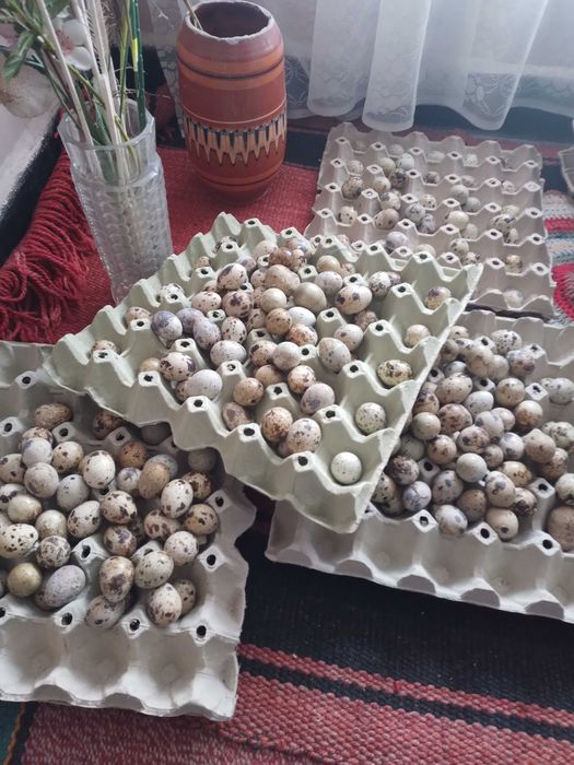 Пъдпъдъци , пилета ,яйца от декоративни кокошки.