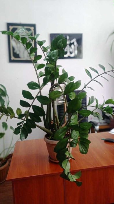Продам денежное дерево (Замиокулькас)