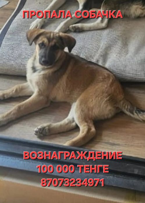 Пропала собака девочка  9 месяцев