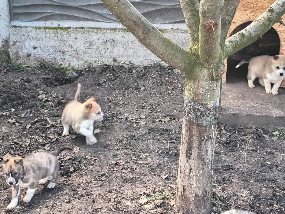 Donez catelusi metis Huski