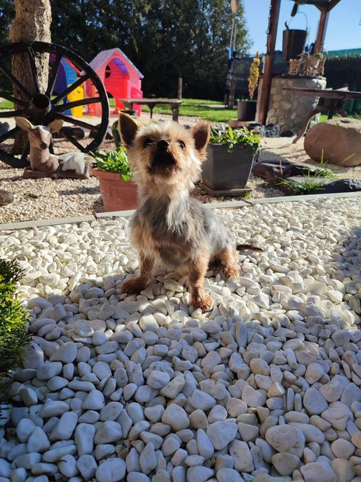 Йоркширски териер мини