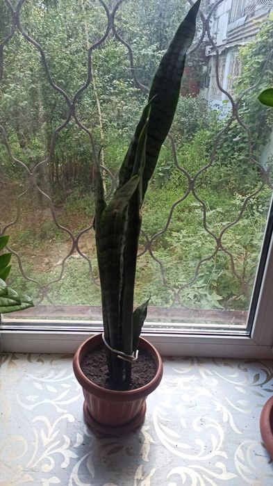 Сансевиерии (щучий хвост)