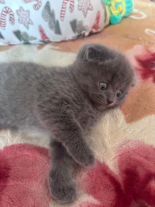 Шотландский котенок