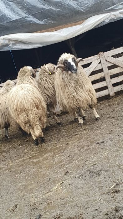 Vand sau schimb berbeci