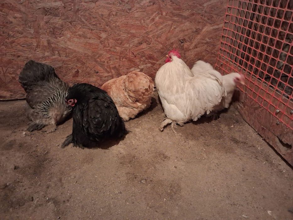 Продам, или обмен!