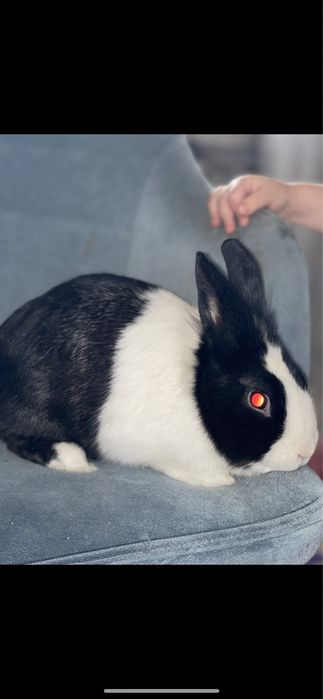 Кролик декоративный