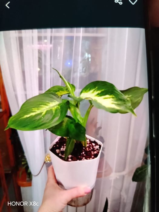 Продам комнатные цветы