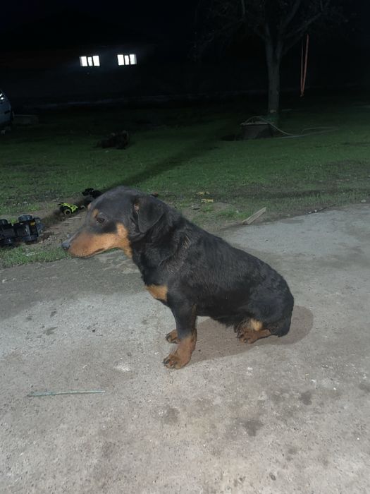 Немецкий ягтерьер