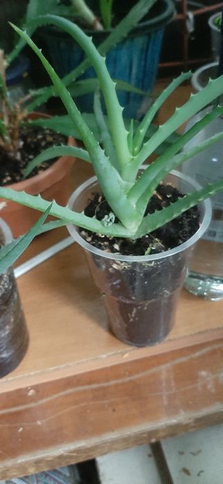 Цитокининовая паста, алоэ