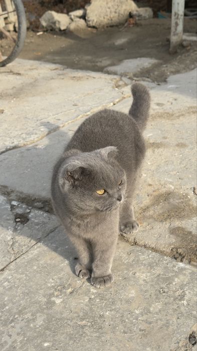 Skotish fold moda tezda sotiladi