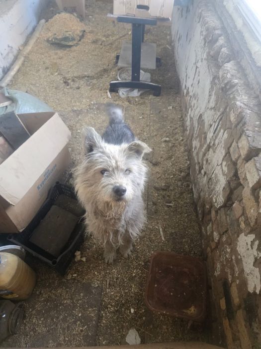 Собака в добрые и надежные руки.