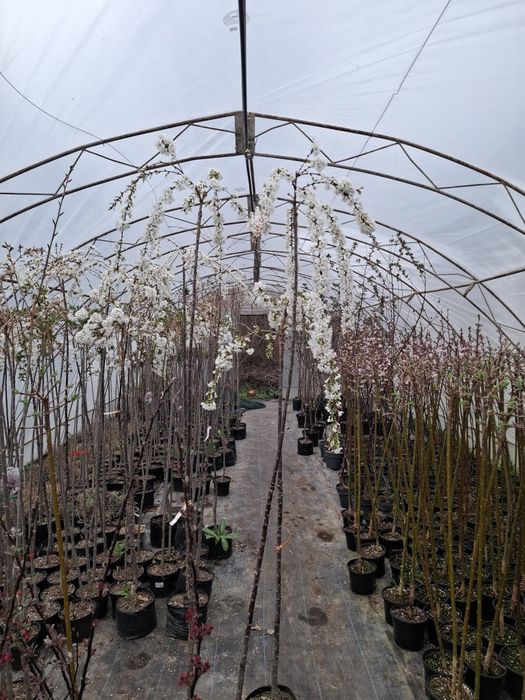 Плачеща японска вишна snow fountain