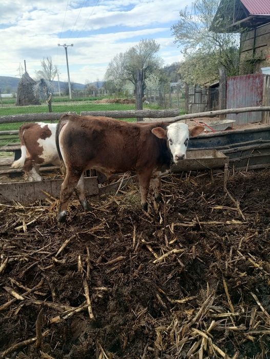 Vind tăurași de 4 luni