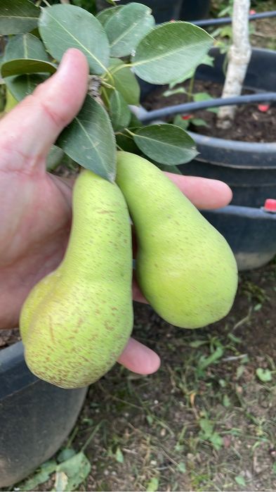 Pomi fructiferi pe rod