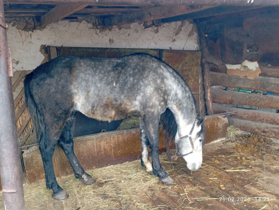 Продам Коня 4 года