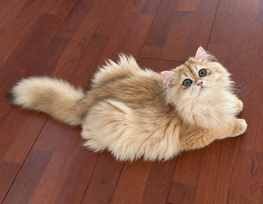 Băiețel bristish longhair,cu pedigree