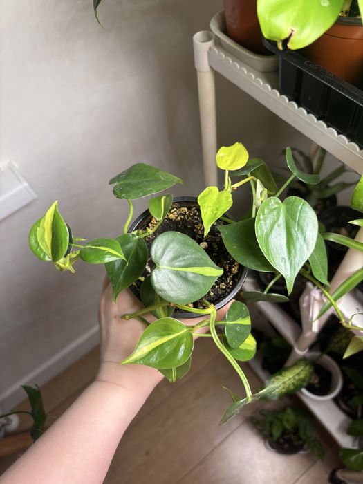 Филодендроны разные