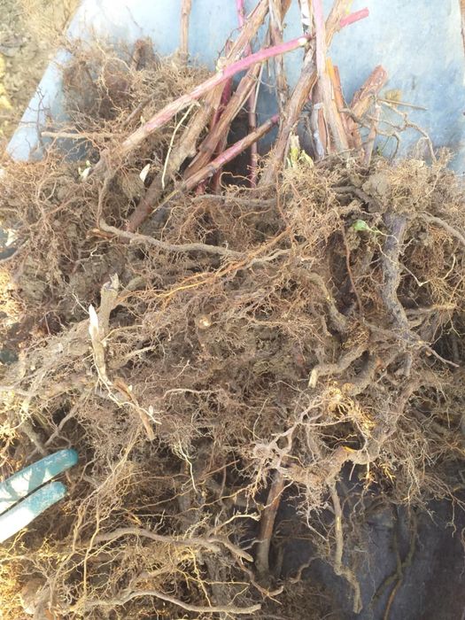 Drajoni zmeura polka