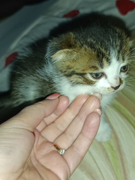 Веслоухие котята