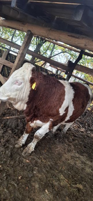 Продавам симентали на 9 10 11 месечна въздраст 8.5 лв живо тегло