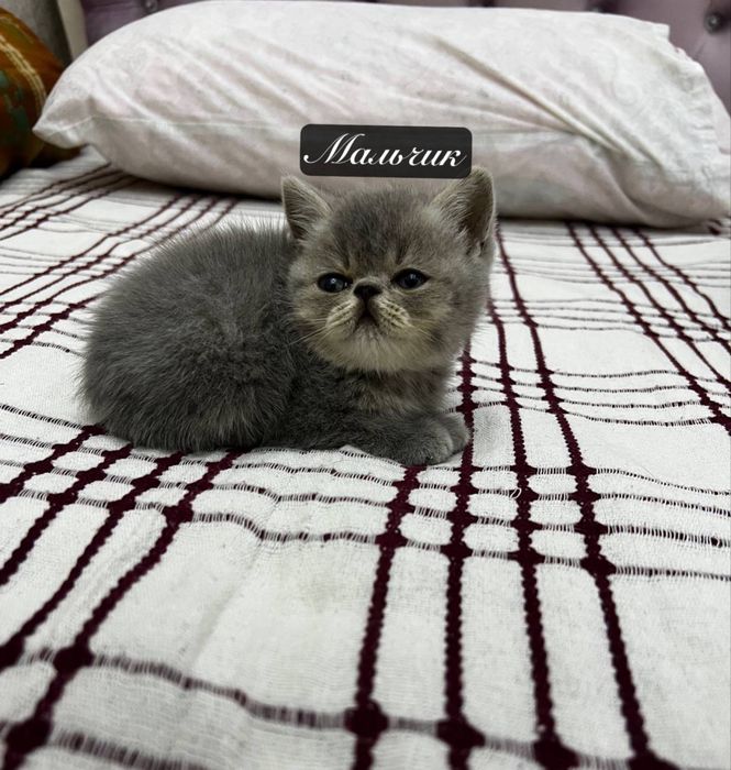 экзотические короткошерстные кошки котята