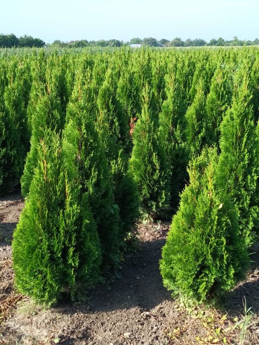 Pepinieră cu tuia aclimatizate  în România