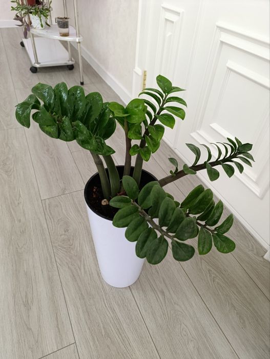 Продаётся Замиокулькас