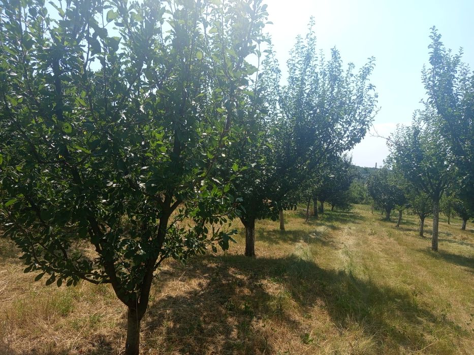 Продава се Къща в с. Медовина, Област Търговище - 80 кв.м за 988 €/кв.м - Снимка #5