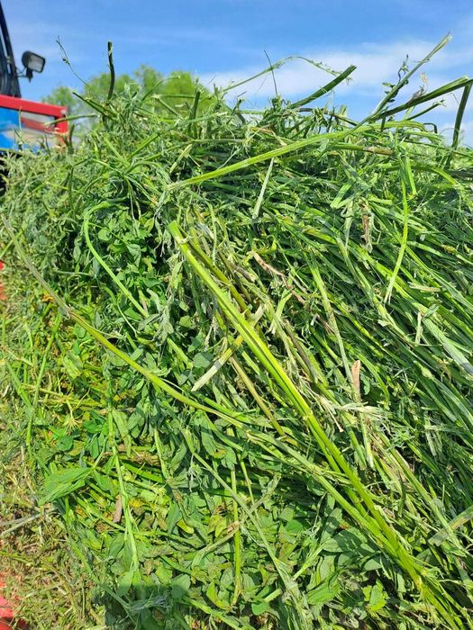 balot lucerna infoliata