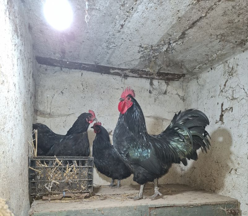 Oua de incubat italian alb și australorp