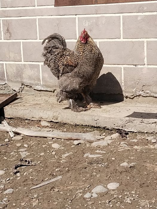 Әтеш петух брама